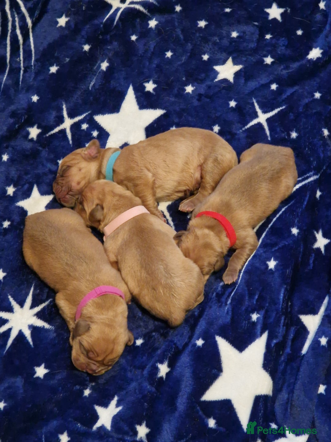 Dogue De Bordeaux dogs for sale: Douge de Bordeau puppies 3 x girls - Advert 9