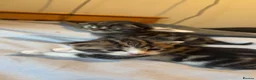Mixed Breed cats for sale: 2 Male mixed breeds  - Advert 4