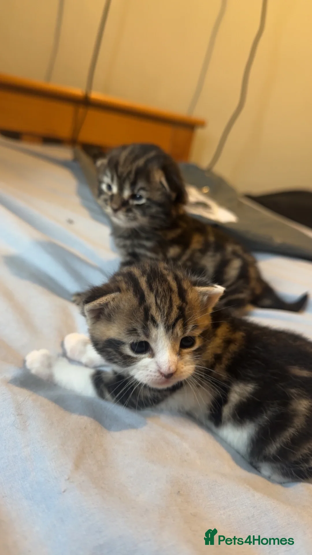 Mixed Breed cats for sale: 2 Male mixed breeds  - Advert 4