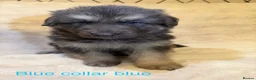 German Shepherd dogs for sale: RARE BLUE GERMAN SHEPHERD PUPPIES KC - Advert 11