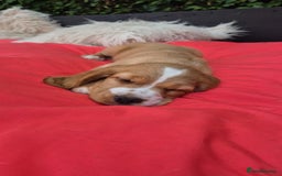 English Springer Spaniel dogs for sale: Lovely English Springer Spaniel boy - Image 3