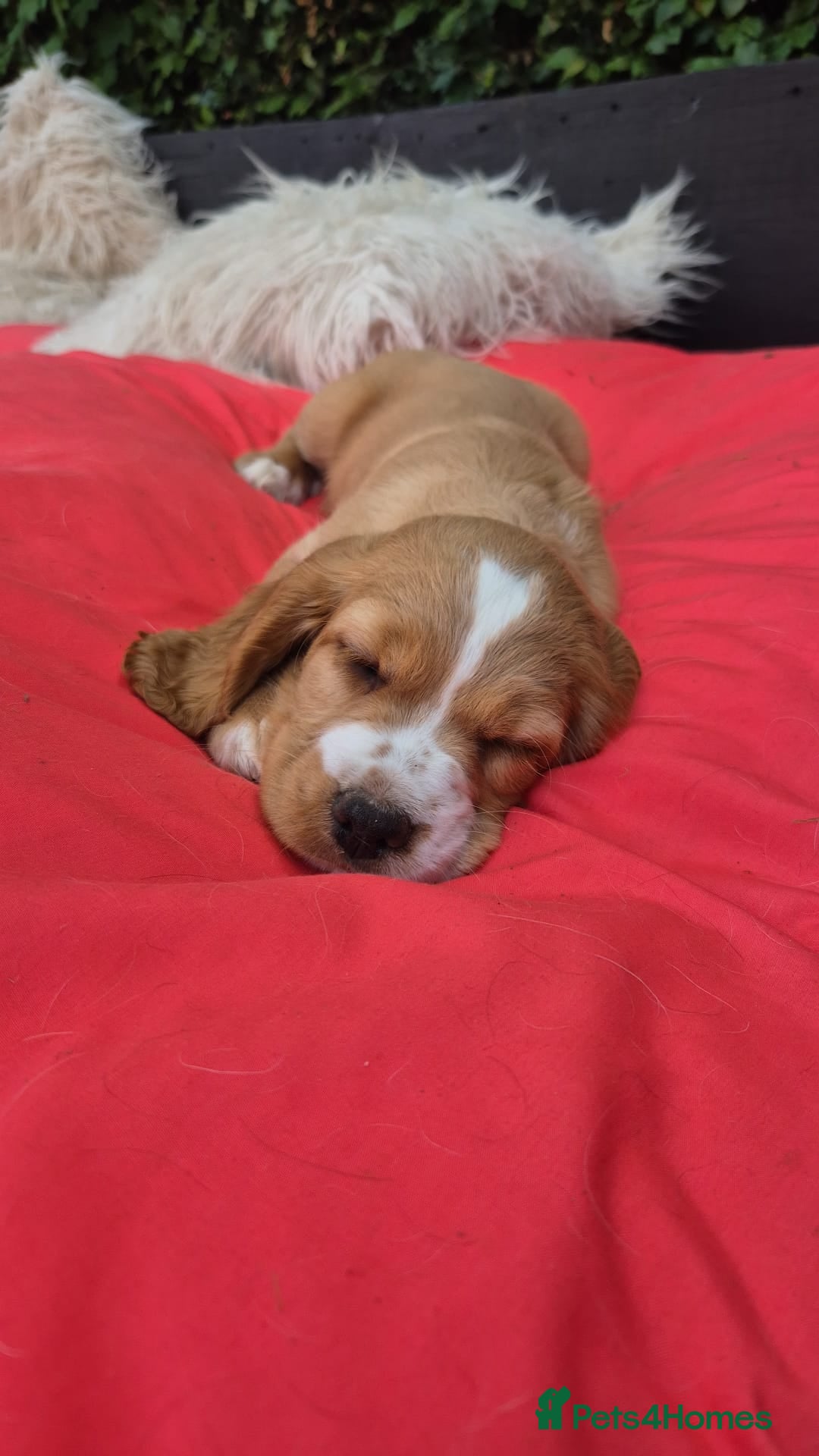 English Springer Spaniel dogs for sale: Lovely English Springer Spaniel boy - Image 3