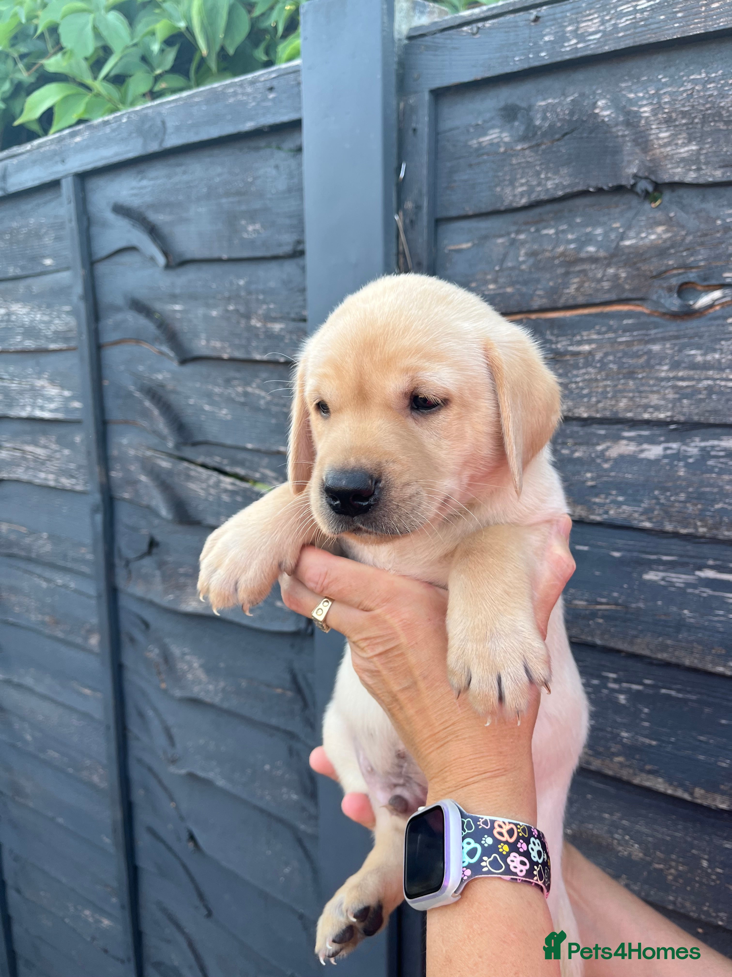 Labrador Retriever dogs KC REG LABRADOR RETRIEVER PUPPIES  - Advert 2