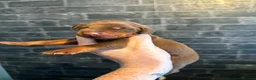 Dobermann dogs for sale: Kc reg health tested Doberman’s  - Advert 8