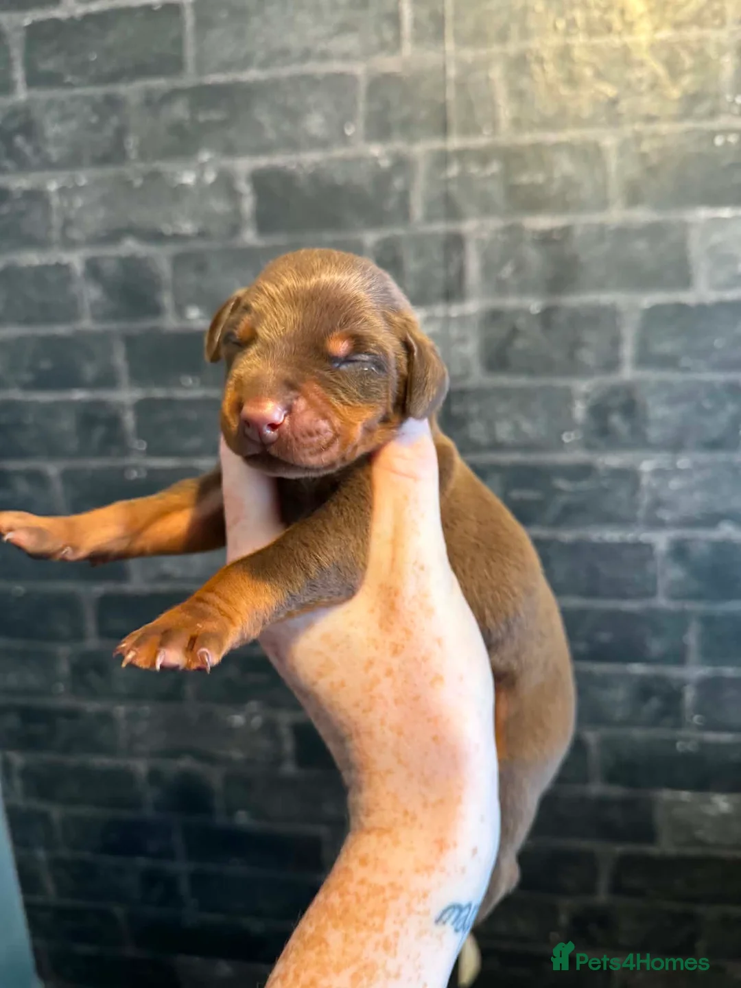 Dobermann dogs for sale: Kc reg health tested Doberman’s  - Advert 8