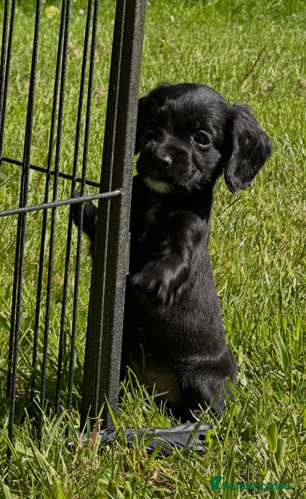 Cocker Spaniel dogs EXCEPTIONAL FTCH  Cocker puppies Health tested  - Advert 2