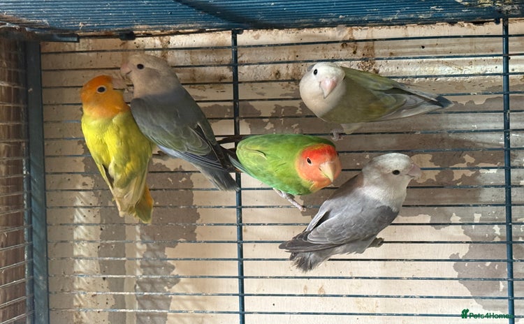 Lovebirds birds - Advert 1
