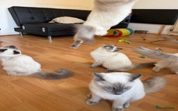 Ragdoll cats for sale: Ragdoll Kittens Looking for Their Forever Homes  - Image 3