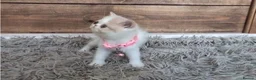 Persian cats for sale: 🐾 Beautiful Persian Kittens 🐾 - Advert 16