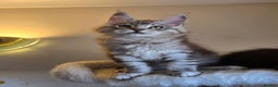 Maine Coon cats for sale: Ready now! Chunky Silver Tabby boy - Advert 10
