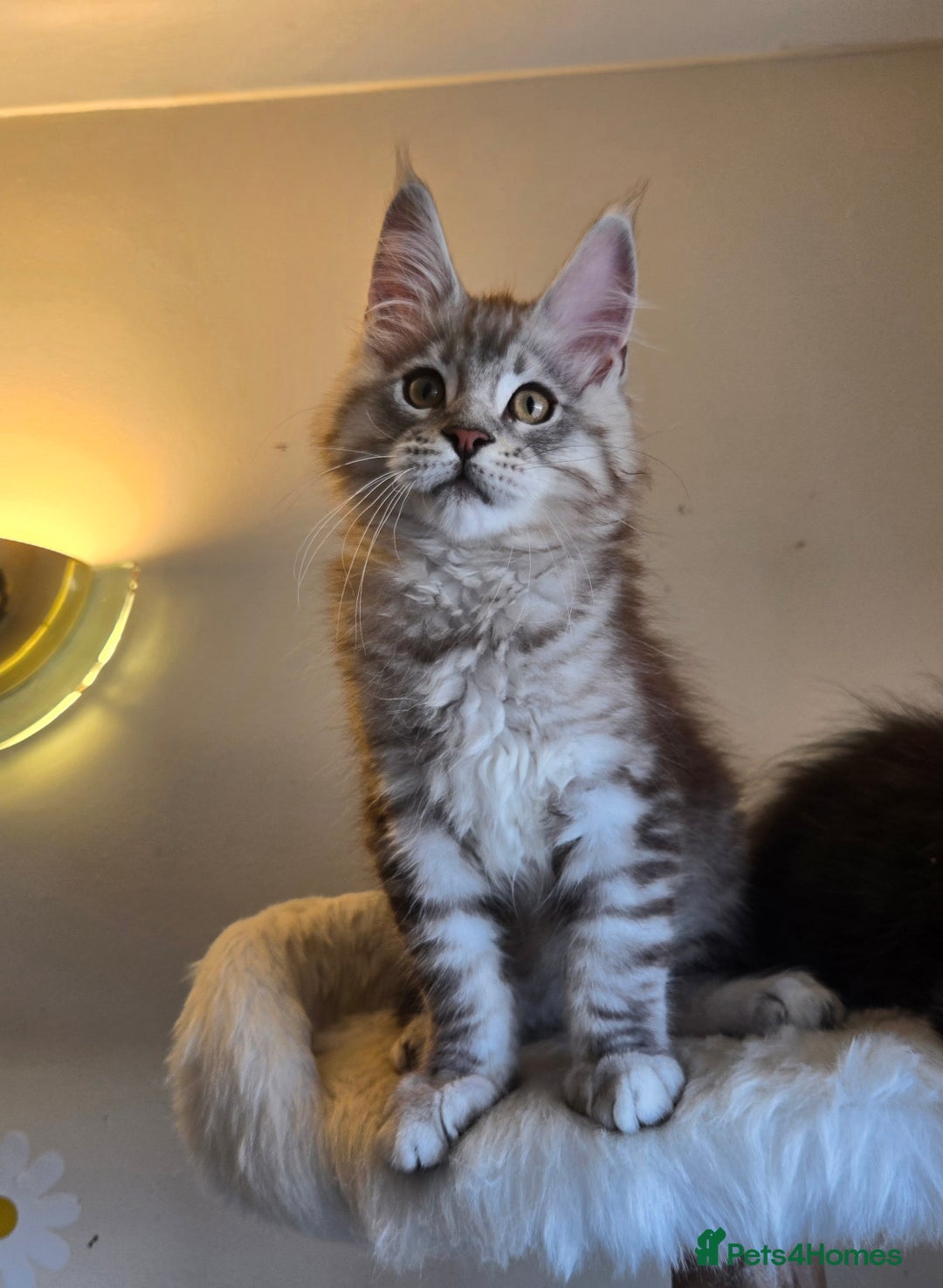 Maine Coon cats for sale: Ready now! Chunky Silver Tabby boy - Advert 10