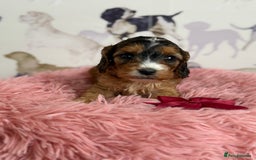 Cockapoo dogs for sale: F1 Cockapoo’s **fully DNA tested** - Image 12