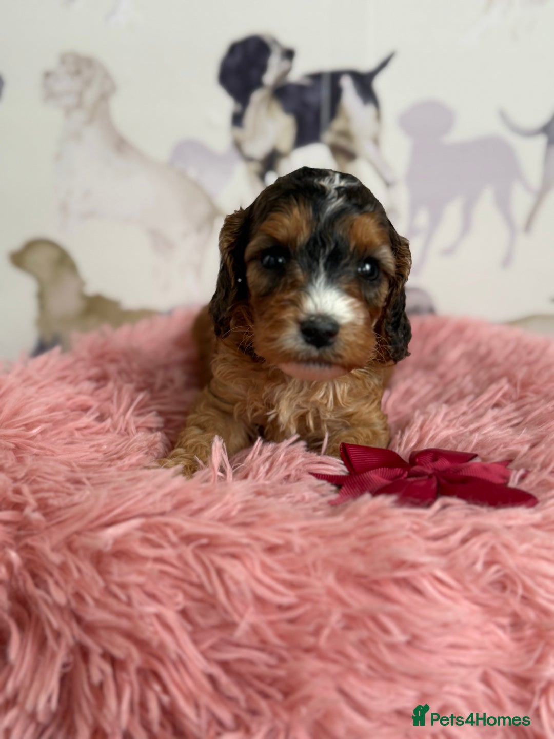 Cockapoo dogs for sale: F1 Cockapoo’s **fully DNA tested** - Image 12