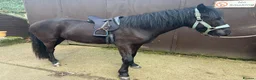 New Forest horses for sale: 14’2 2 year old nf  in Yateley - Advert 12