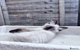 Ragdoll cats for sale: 🥰 Beautiful Radoll Kittens 😍 2 kitten left - Image 8