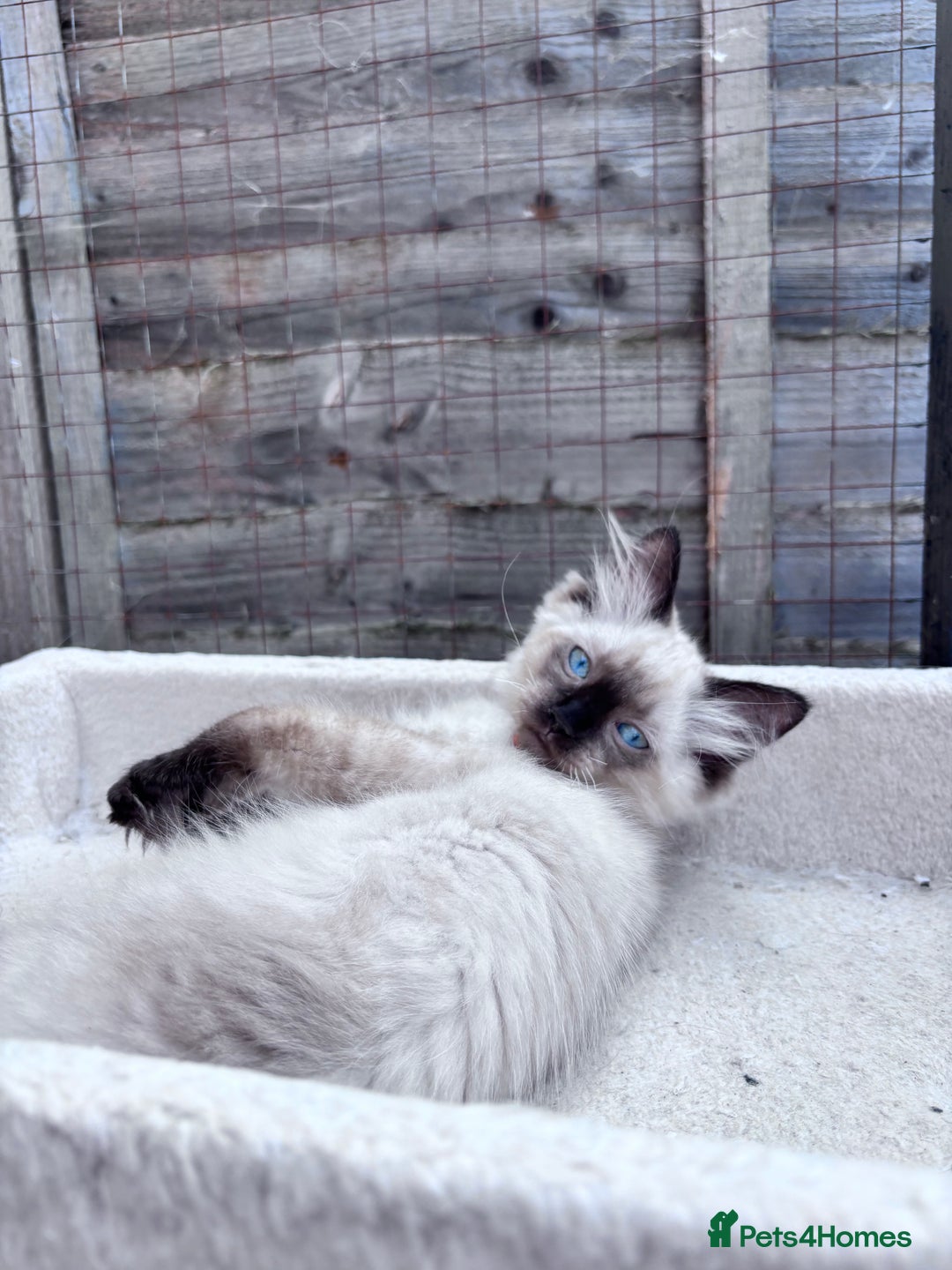 Ragdoll cats for sale: 🥰 Beautiful Radoll Kittens 😍 2 kitten left - Image 8