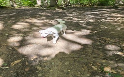 Mixed Breed dogs for sale: Young female Labrador cross for adoption  - Image 9