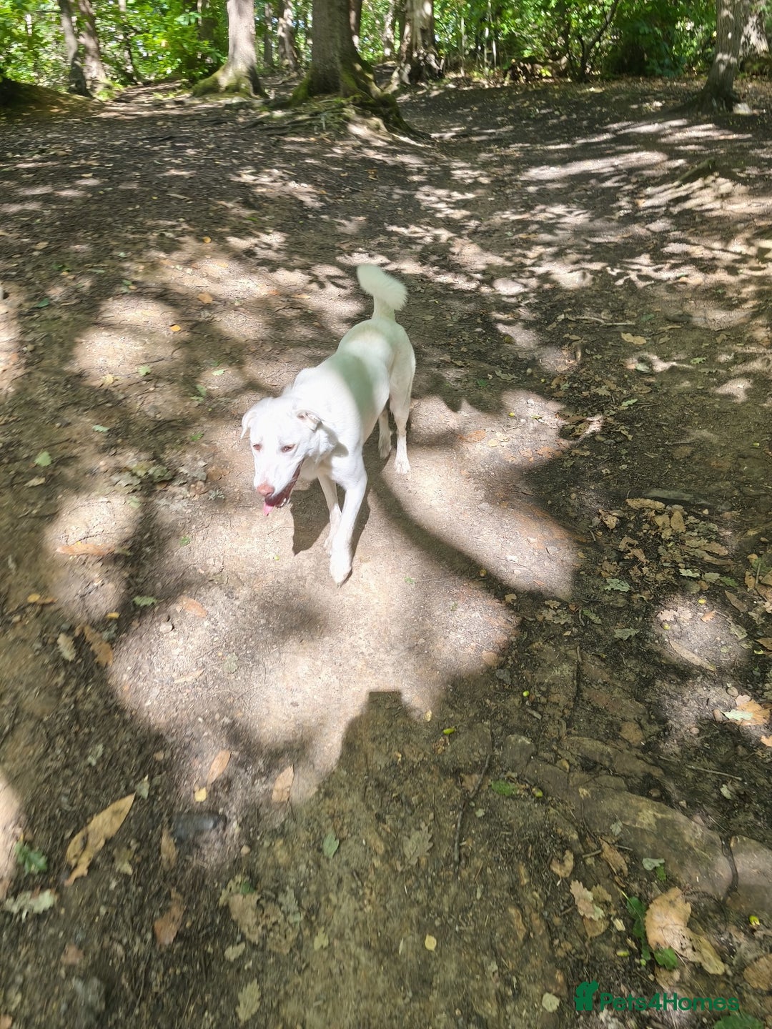 Mixed Breed dogs for sale: Young female Labrador cross for adoption  - Image 9