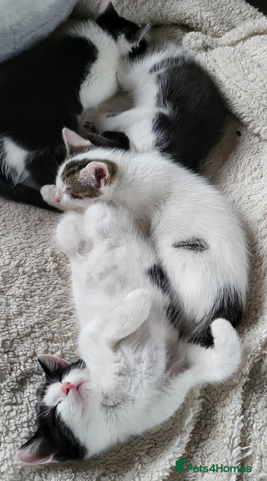 British Shorthair cats for sale: Beautiful kittens for sale - Image 3