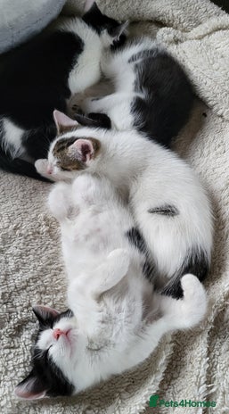 British Shorthair cats - Advert 2