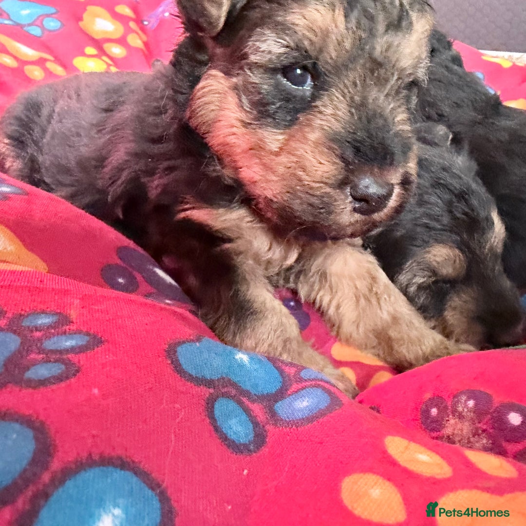 Welsh Terrier dogs for sale: Kc registered Welsh Terriers - Advert 2