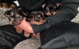 Yorkshire Terrier dogs for sale: Yorkshire terrier puppies 🐶  - Image 2