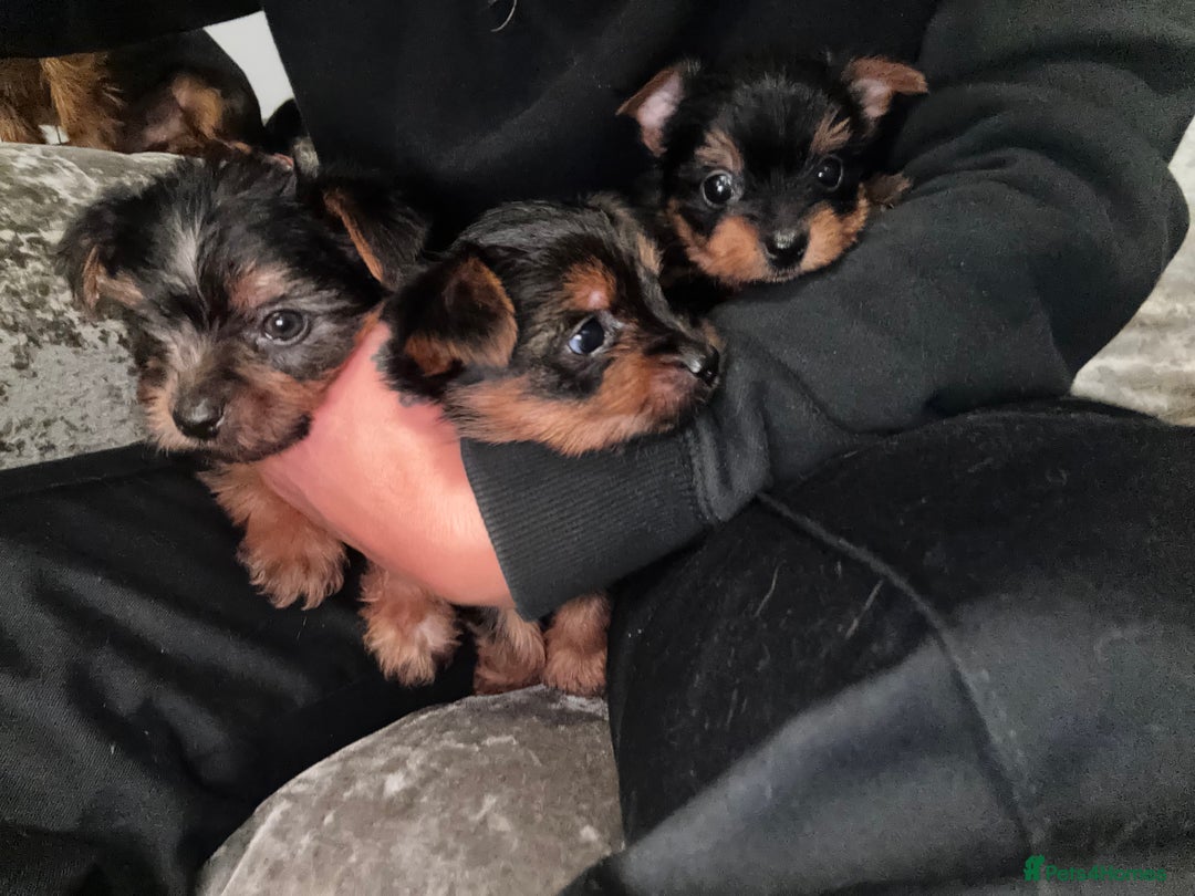 Yorkshire Terrier dogs for sale: Yorkshire terrier puppies 🐶  - Image 2
