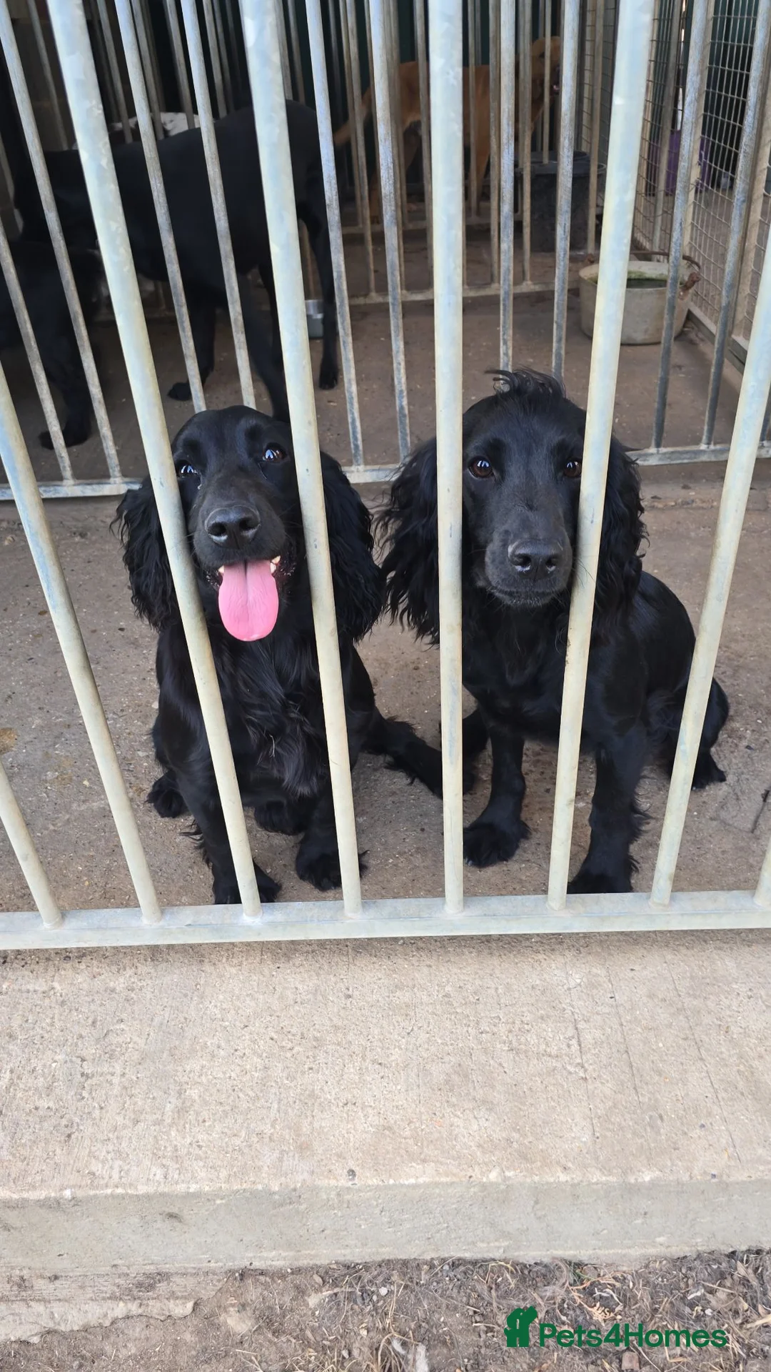 Cocker Spaniel dogs for sale: 16 month old male cocker spaniel - Advert 2