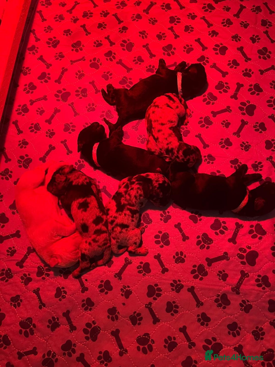 Labradoodle dogs for sale: Labradoodle puppies (home-raised) for sale - Advert 5