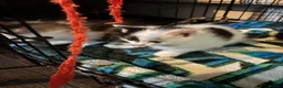 Mixed Breed cats for sale: 4 beautiful fluffy kittens  - Advert 7