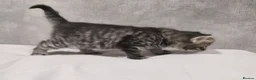 Mixed Breed cats for sale: Stunning kittens available in 4 weeks time.  - Advert 7
