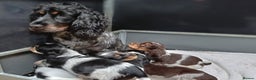 Cocker Spaniel dogs for sale: 🩷Scrumptious Cocker Spaniel puppies 🩷 - Advert 9