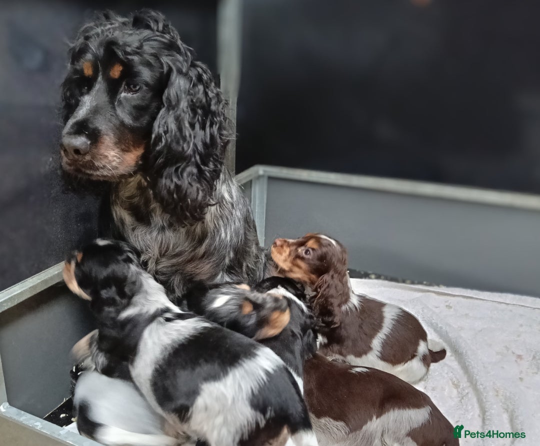Cocker Spaniel dogs for sale: 🩷Scrumptious Cocker Spaniel puppies 🩷 - Advert 9