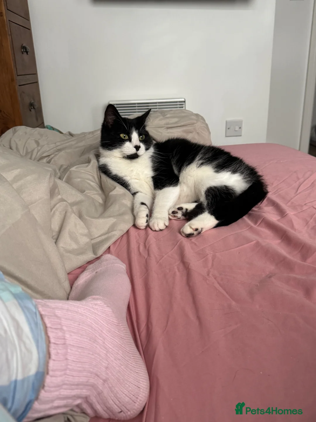 Mixed Breed cats for sale: Mavis - Advert 2