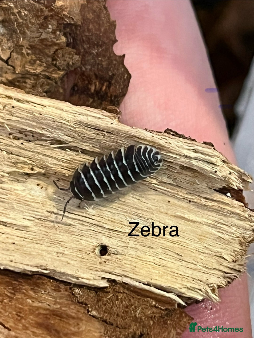 Isopods invertebrates for sale: Isopods for sale - many species available - Advert 6