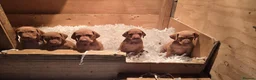 Hungarian Vizsla dogs for sale: Beautiful Hungarian Vizsla Puppies 4 Girls 2 Boys - Advert 3
