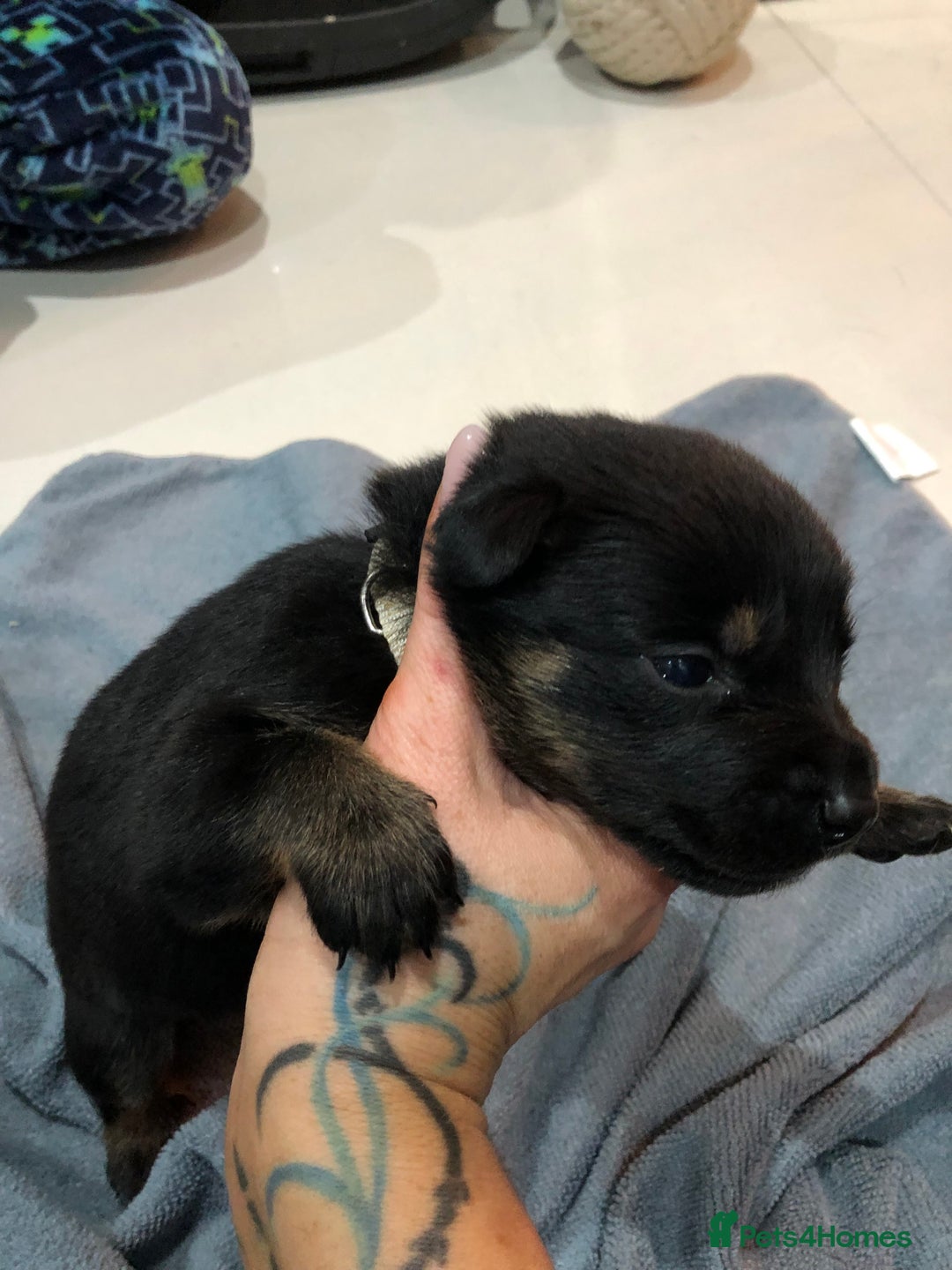 Mixed Breed dogs for sale: Rottweiler x German shepherd pupps - Advert 8