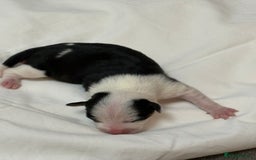 Mixed Breed dogs for sale: jackhuahua Pups - Image 22