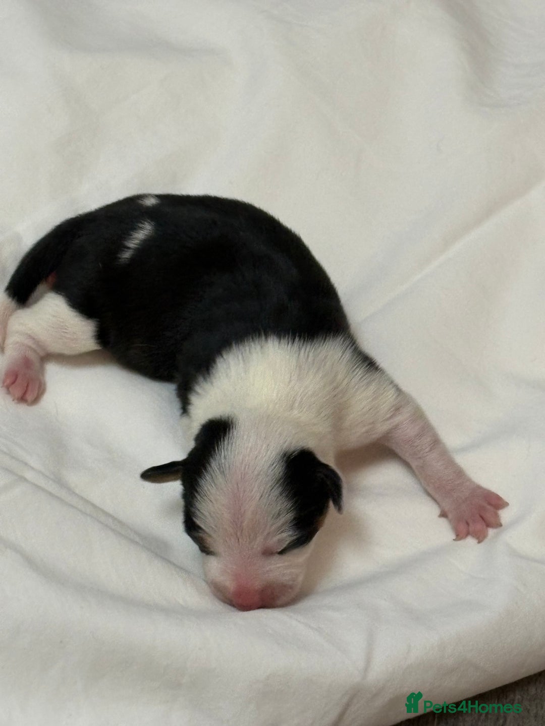 Mixed Breed dogs for sale: jackhuahua Pups - Image 22