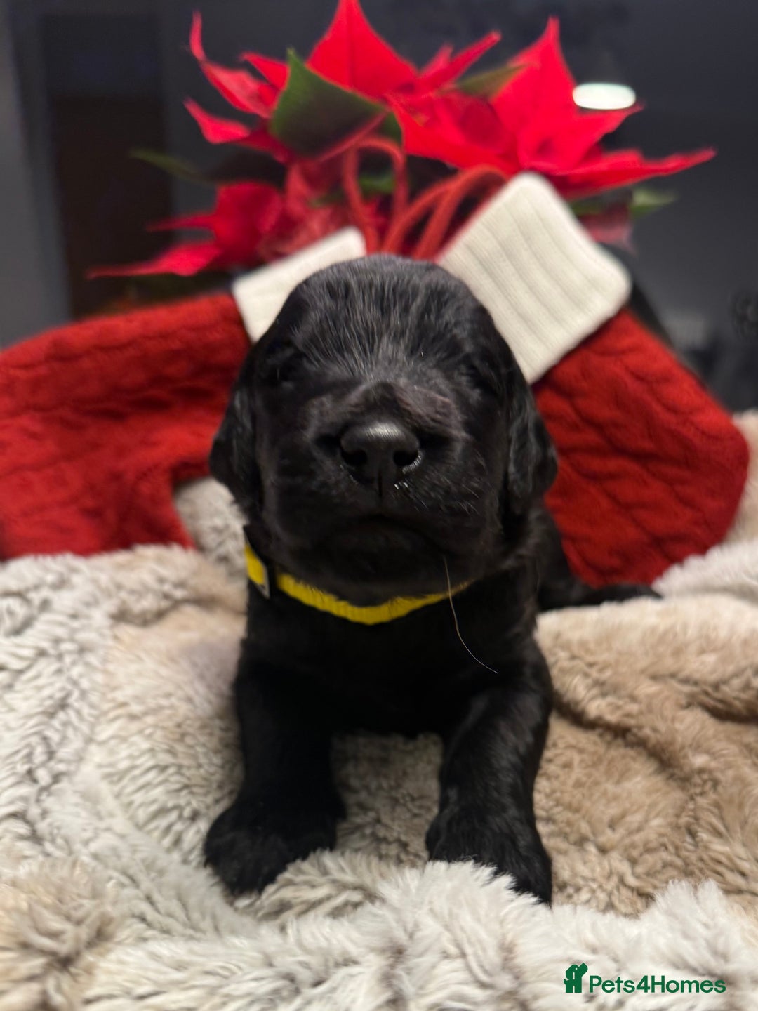 Goldendoodle dogs for sale: Health tested F1 Goldendoodle puppies  - Advert 13