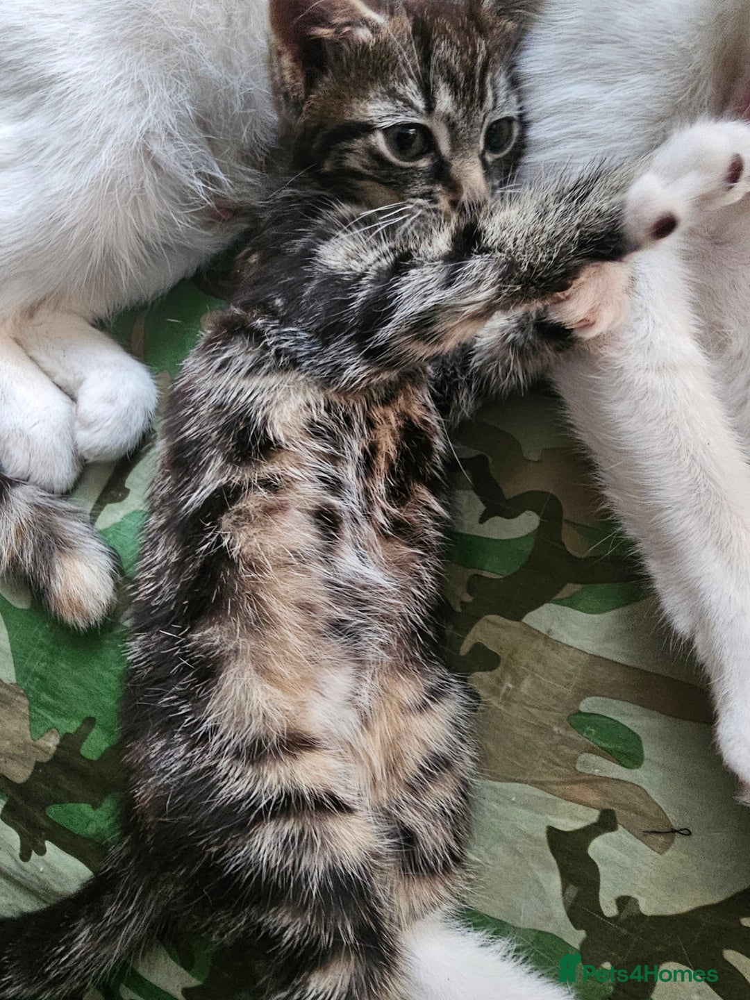 Mixed Breed cats for sale: Cute male kitten looking for a loving home - Image 3