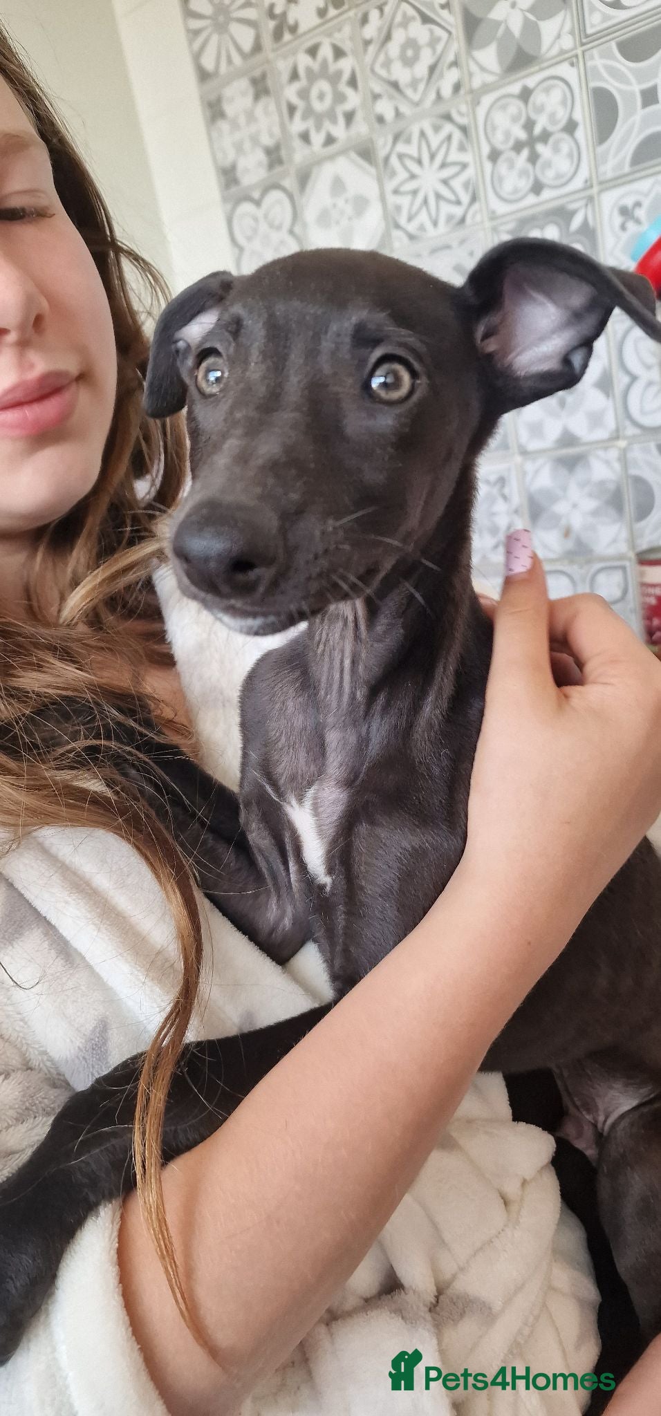 Whippet dogs Whippet puppies for sale - Advert 8