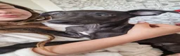 Whippet dogs for sale: Whippet puppies for sale - Advert 2