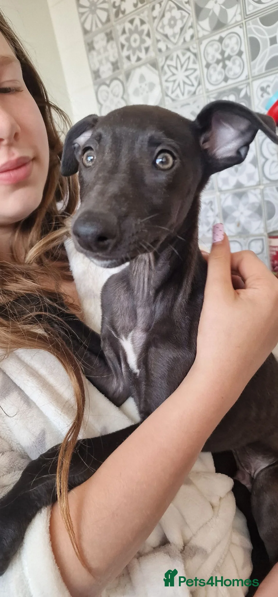 Whippet dogs for sale: Whippet puppies for sale - Advert 2