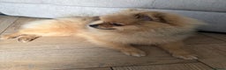 Pomeranian dogs for sale: Pomeranian male 6month - Advert 4