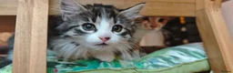 Mixed Breed cats for sale: Fluffy kittens for sale - Advert 24