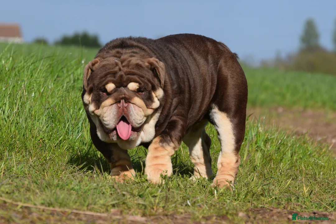 English Bulldog dogs for stud: GLEN COCO for stud in Birmingham - Advert 2