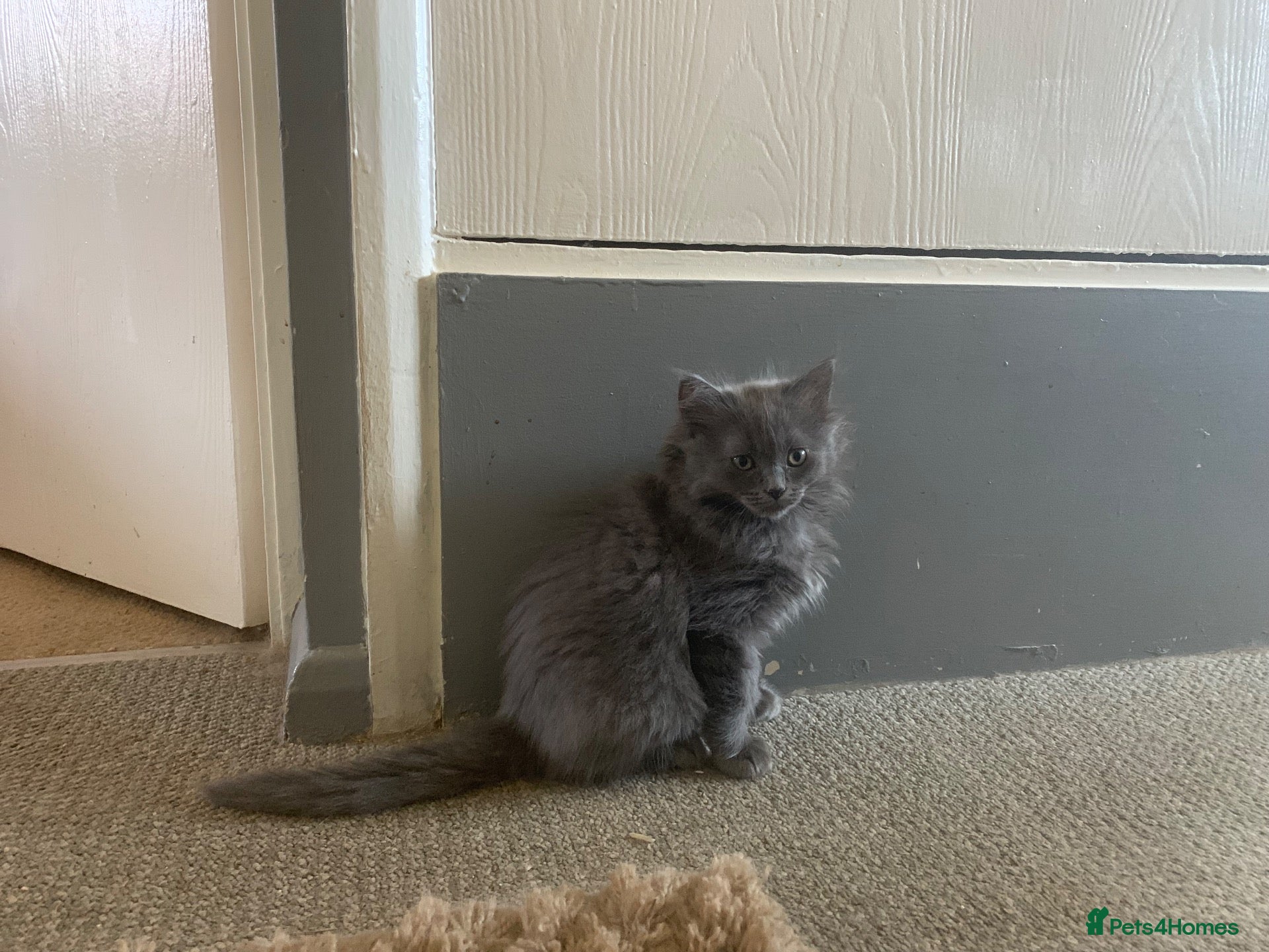 British Shorthair cats British shorthair x Ragdoll  - Advert 2