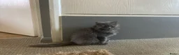 British Shorthair cats for sale: British shorthair x Ragdoll  - Advert 2