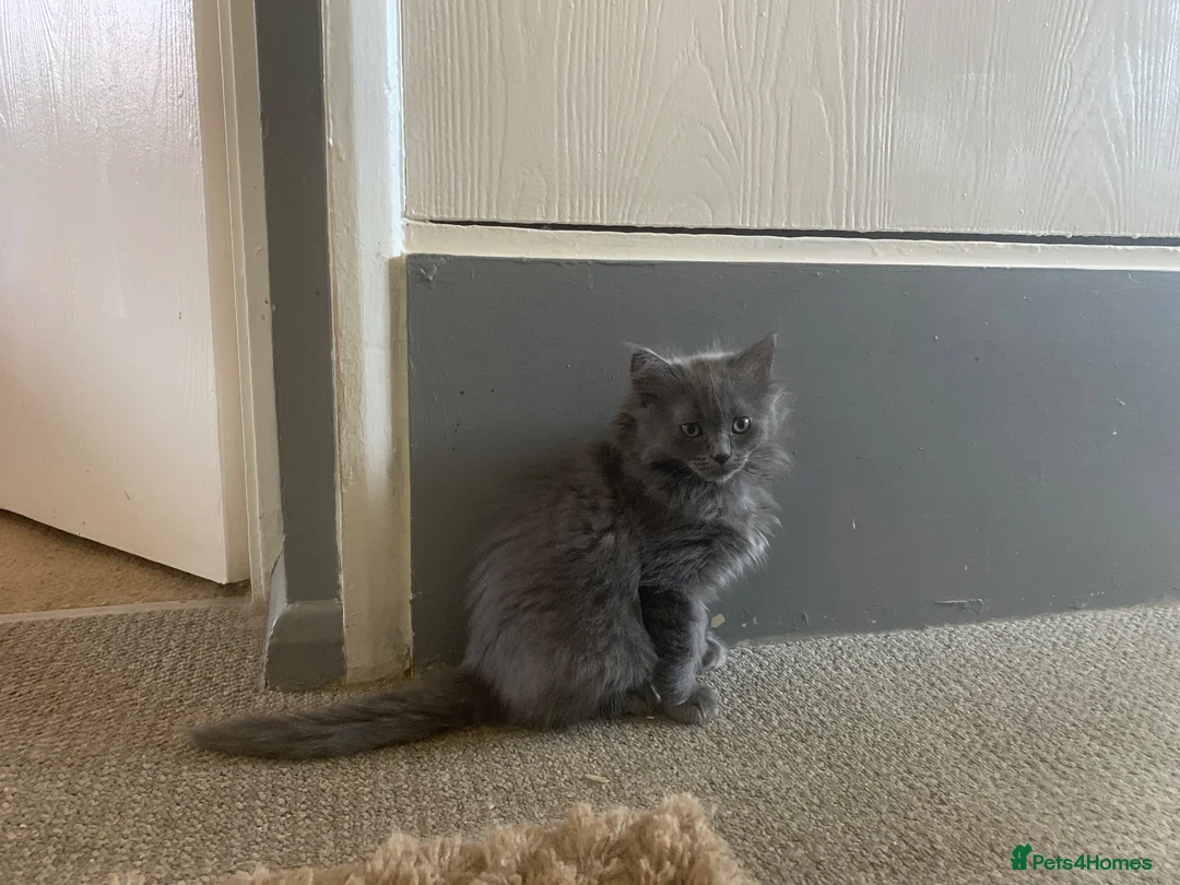 British Shorthair cats for sale: British shorthair x Ragdoll  - Advert 2